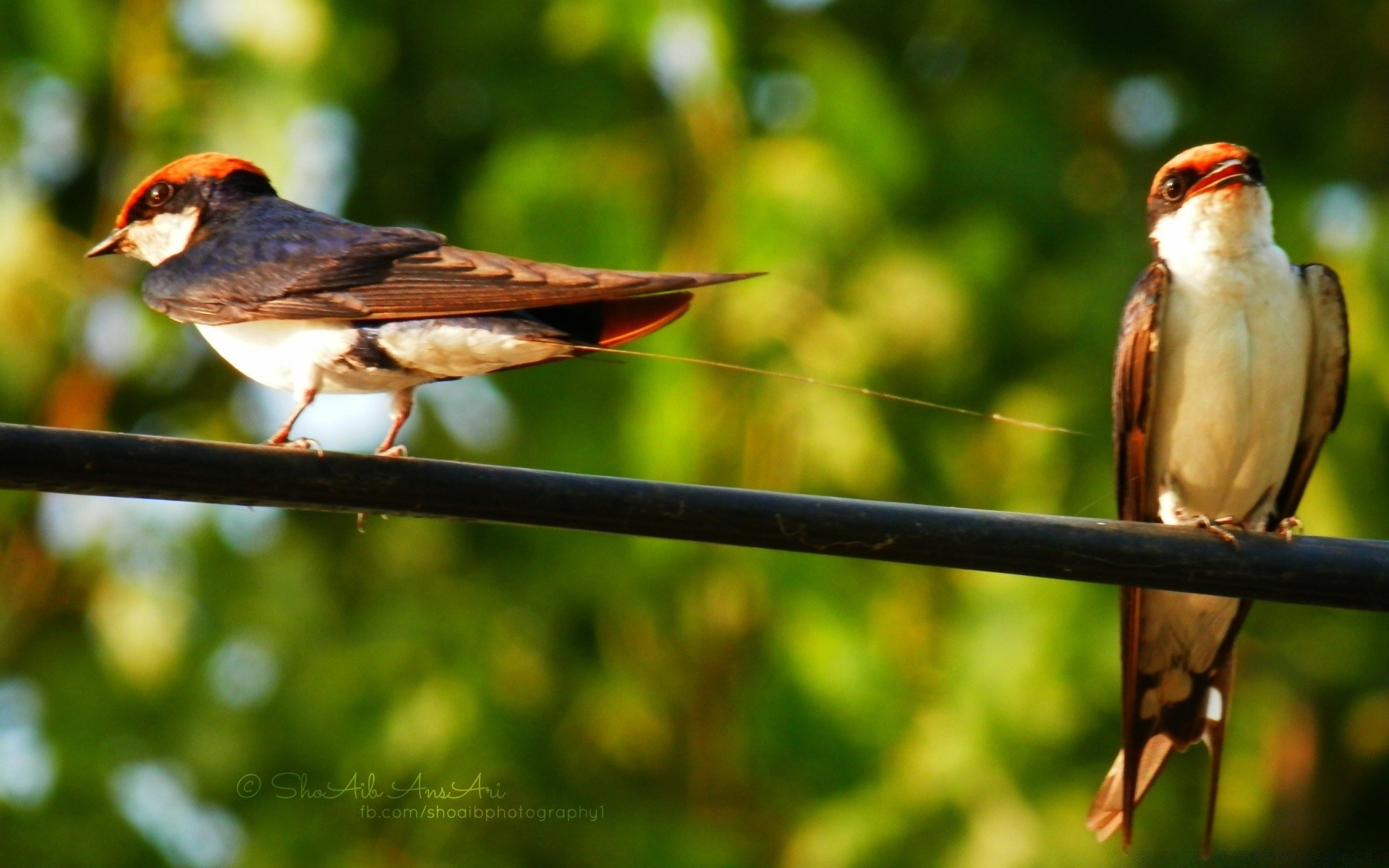 vögel vogel tierwelt tier wild flugzeug flügel natur schnabel feder nest spatz ornithologie sänger fliegen im freien finch flug schwanz insekt