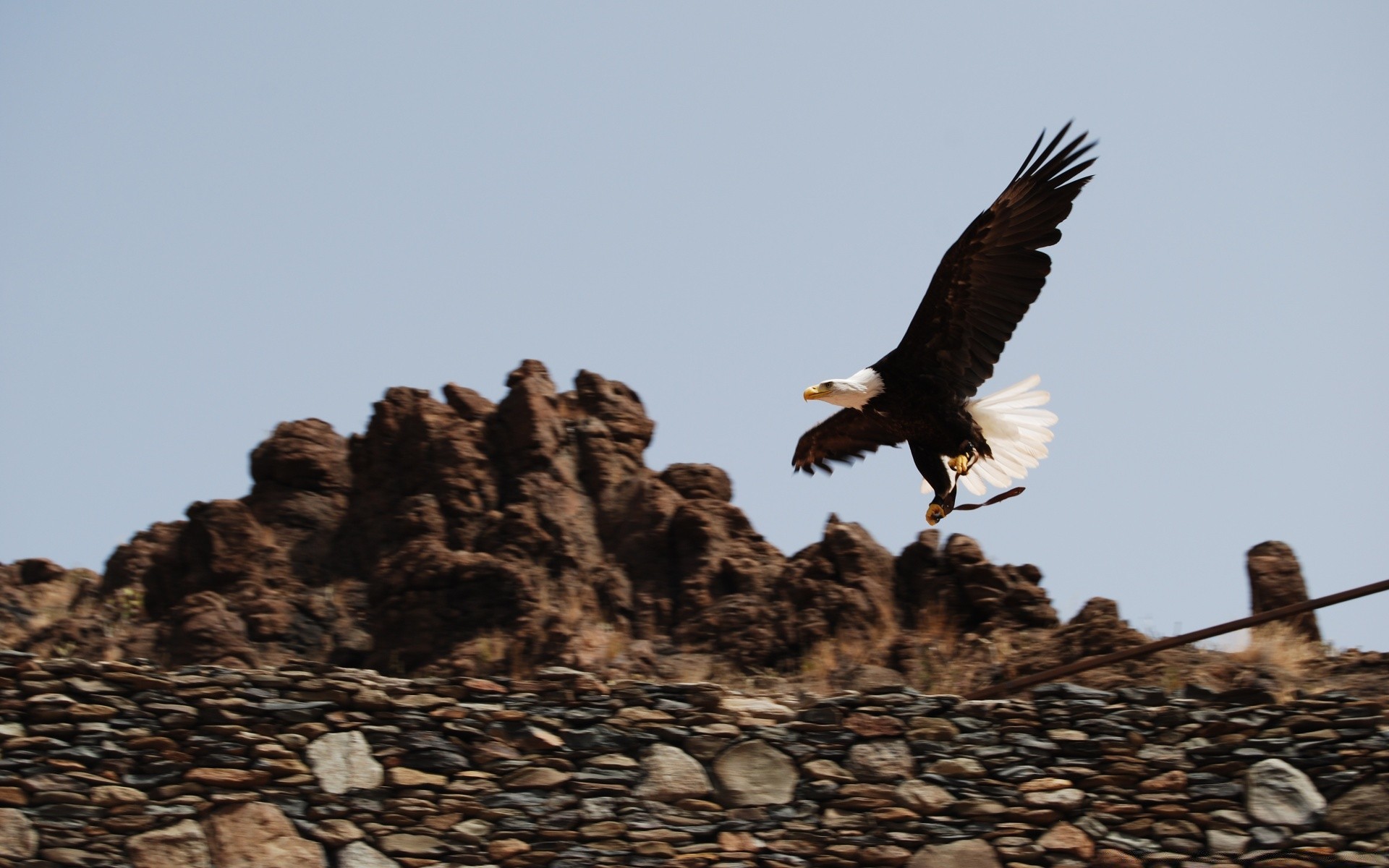 aquila uccello rapace fauna selvatica all aperto luce del giorno cielo natura animale