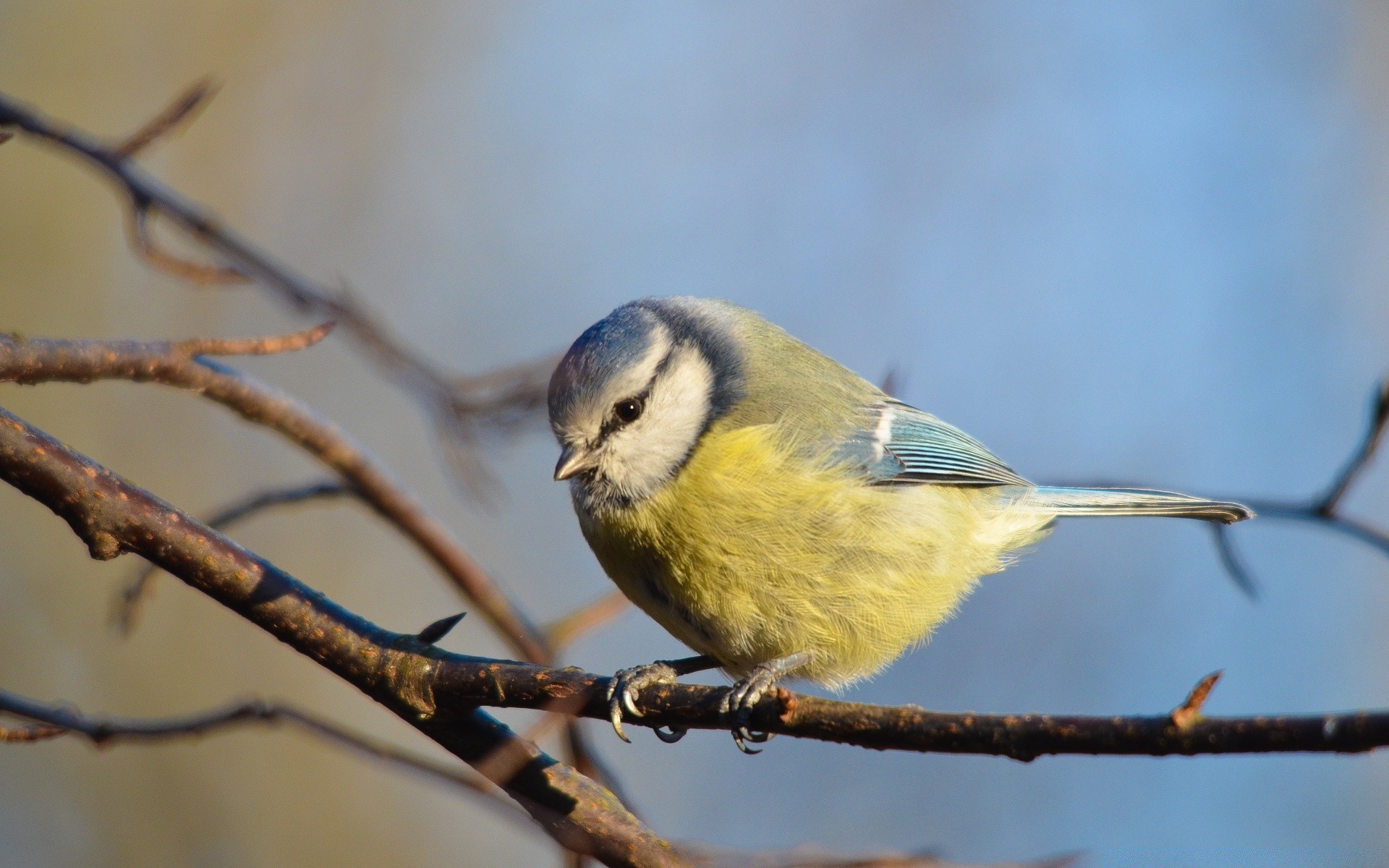 birds bird wildlife nature songbird outdoors avian animal tree one