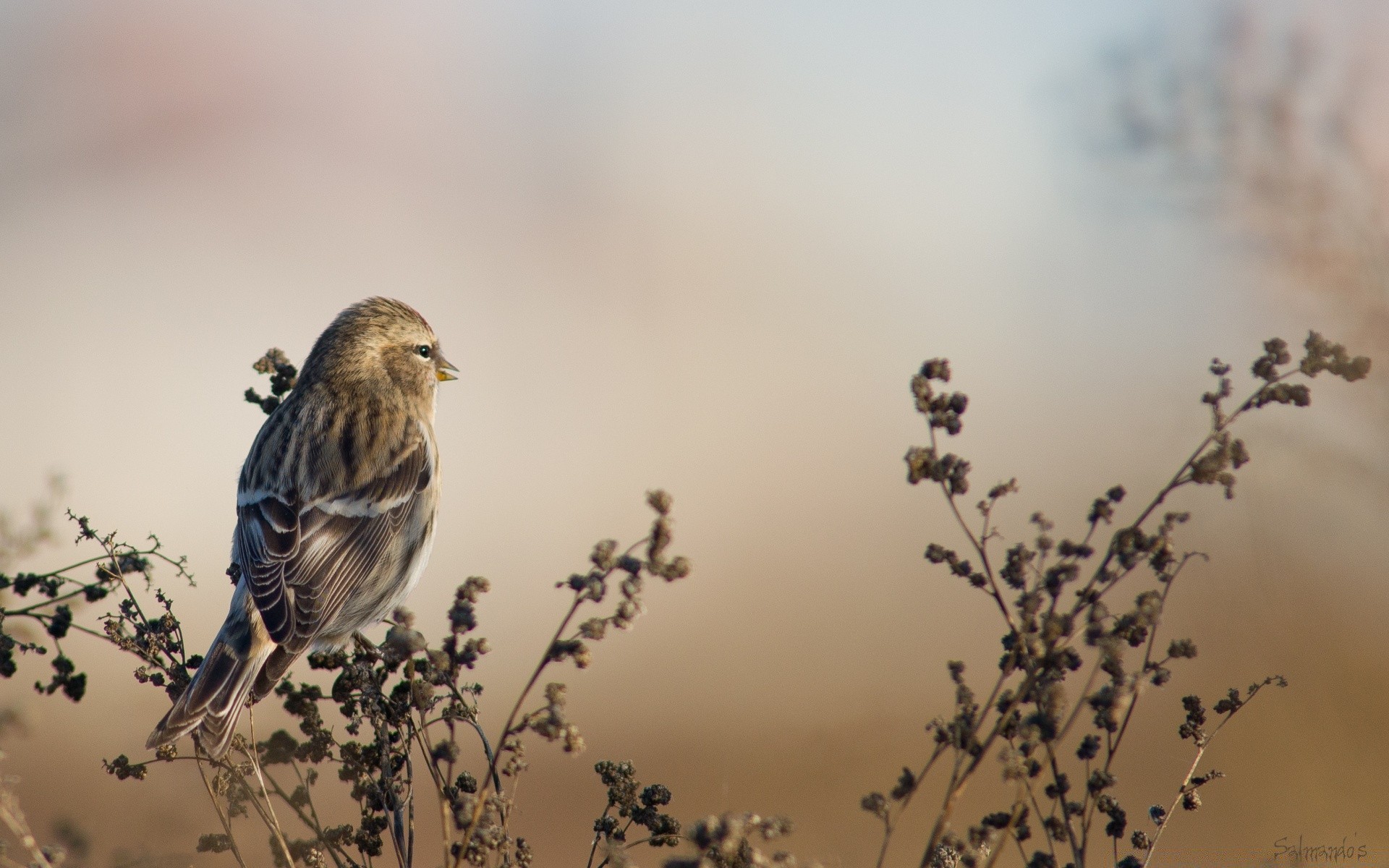 birds bird wildlife nature blur outdoors winter sparrow daylight songbird finch flight