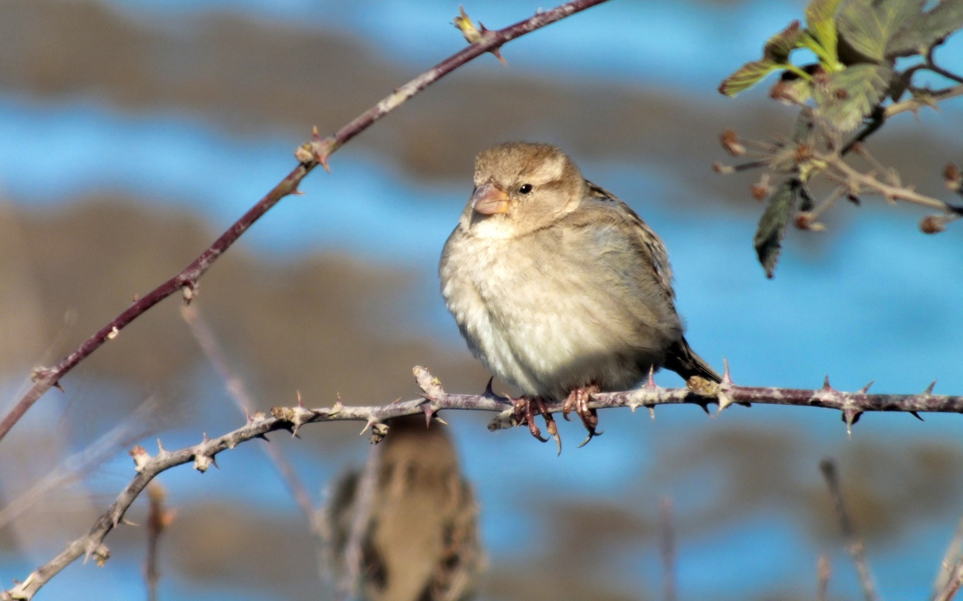 aves pássaro vida selvagem natureza ao ar livre inverno árvore