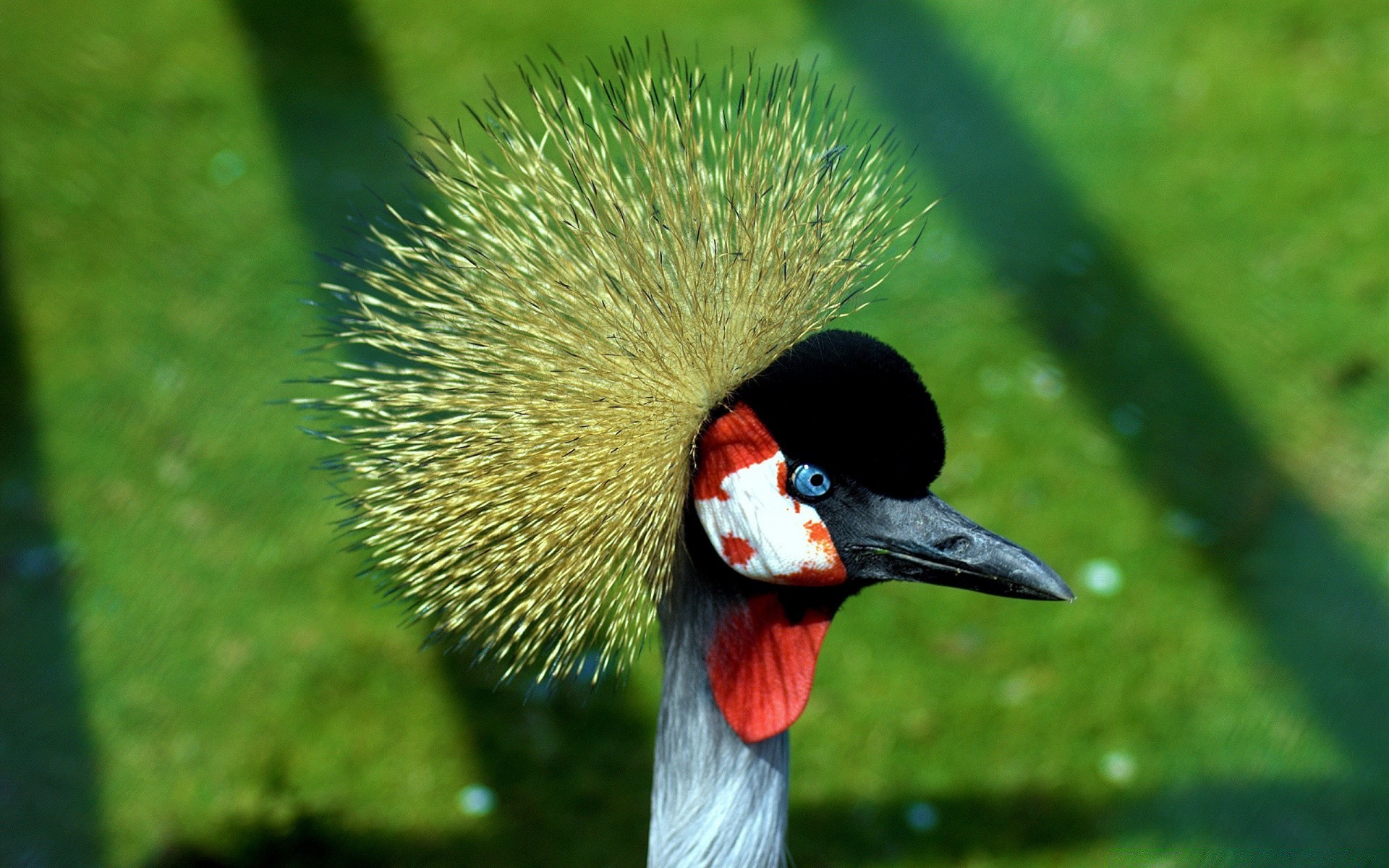 sauvagine oiseau faune nature à l extérieur herbe animal sauvage