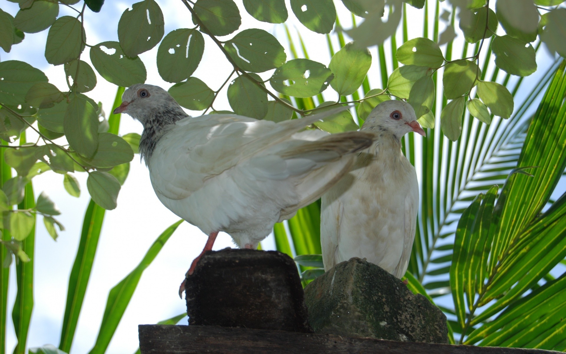 pigeon oiseau nature animal faune plume bec oiseaux en plein air pigeon avian dame ferme aile sauvage