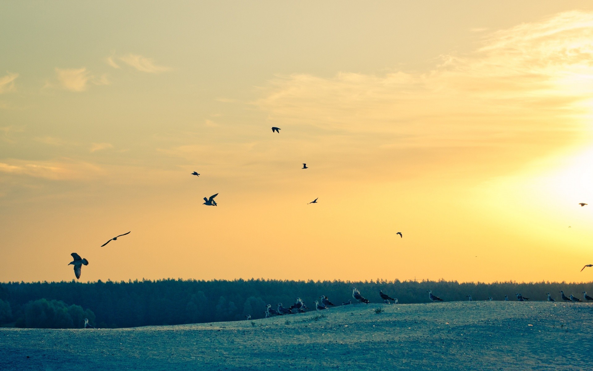 möwe landschaft vogel himmel dämmerung sonnenuntergang wasser tageslicht im freien strand sonne see am abend natur flug gans licht baum