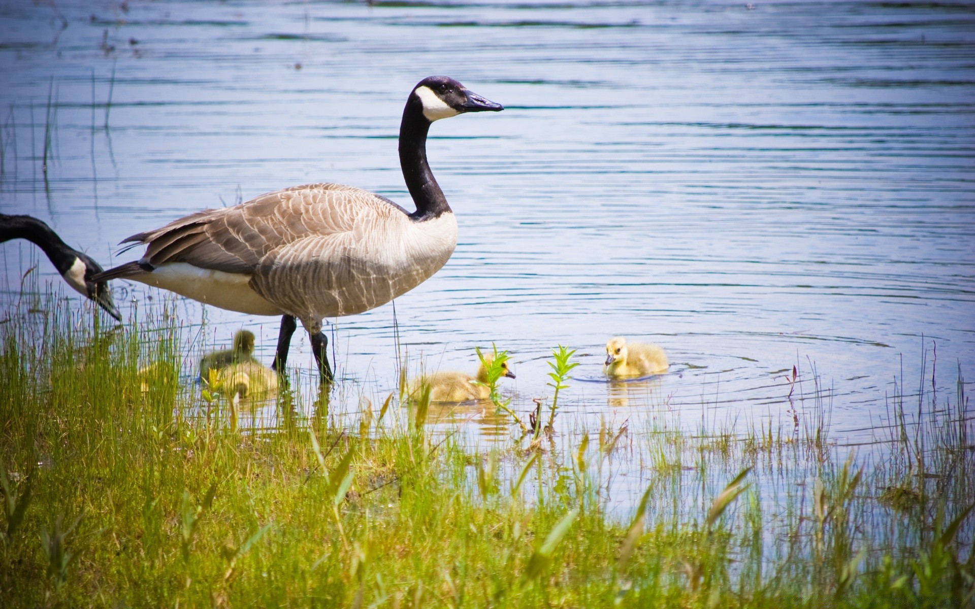 ente vogel tierwelt wasser wasservö gel natur schwimmbad see tier feder schnabel wild flugzeug gans im freien flug marsch gras flügel