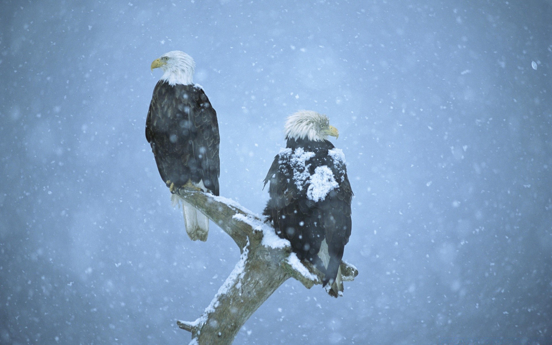 eagle snow winter cold outdoors frost one bird ice nature wildlife weather raptor snowstorm frosty