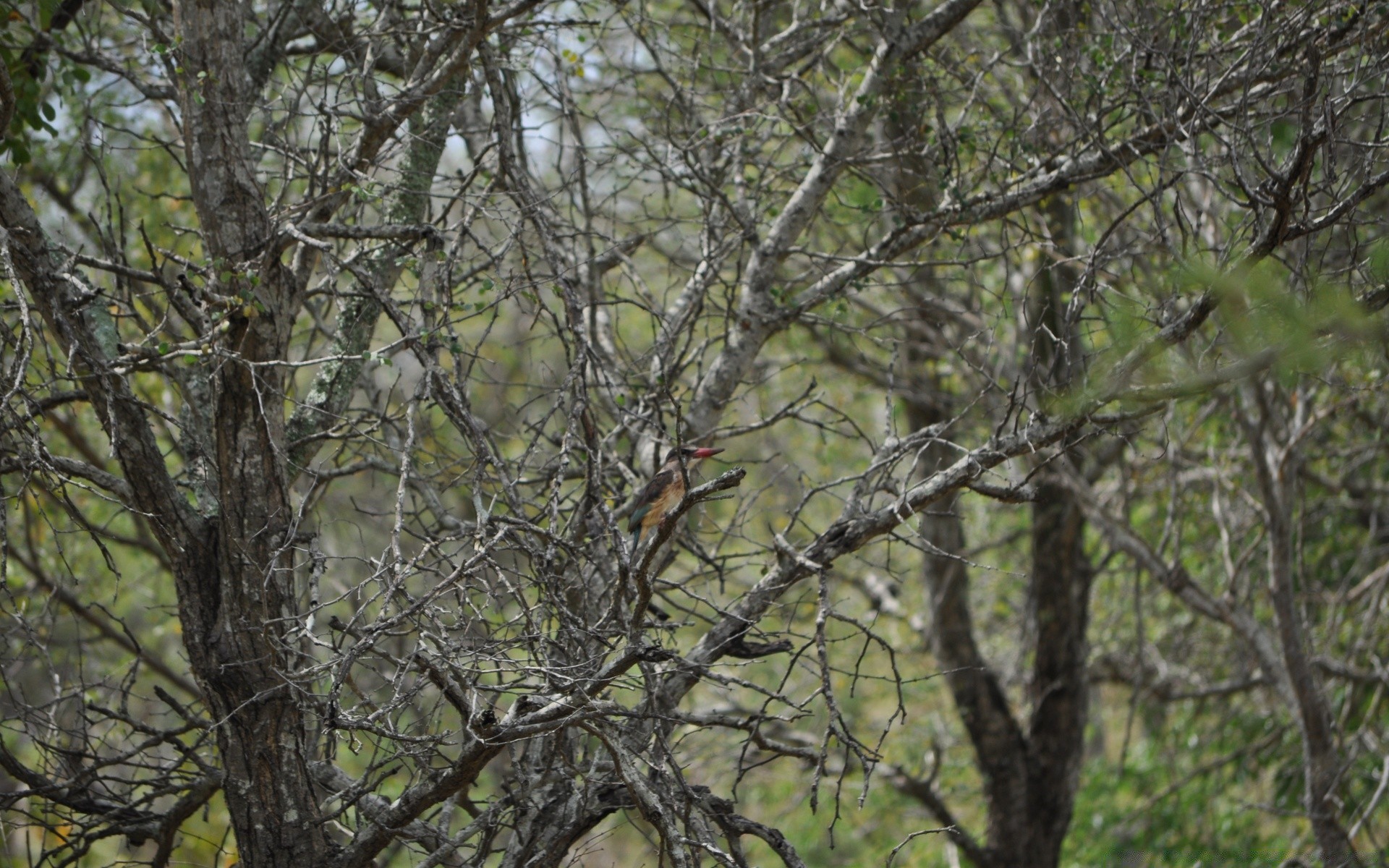 oiseaux arbre nature oiseau bois branche environnement extérieur paysage parc feuille saison tronc bureau couleur