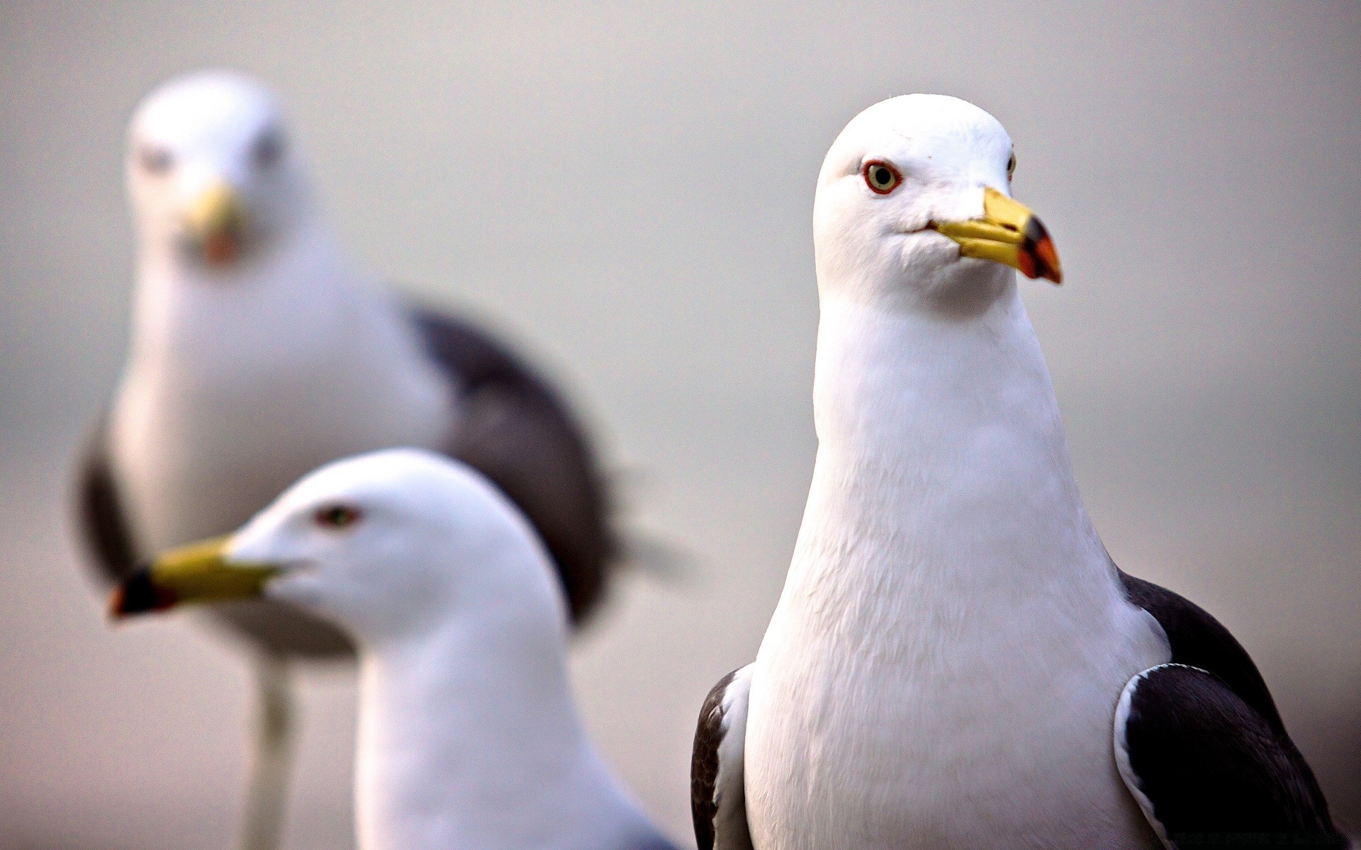 seagull bird wildlife seagulls nature outdoors animal