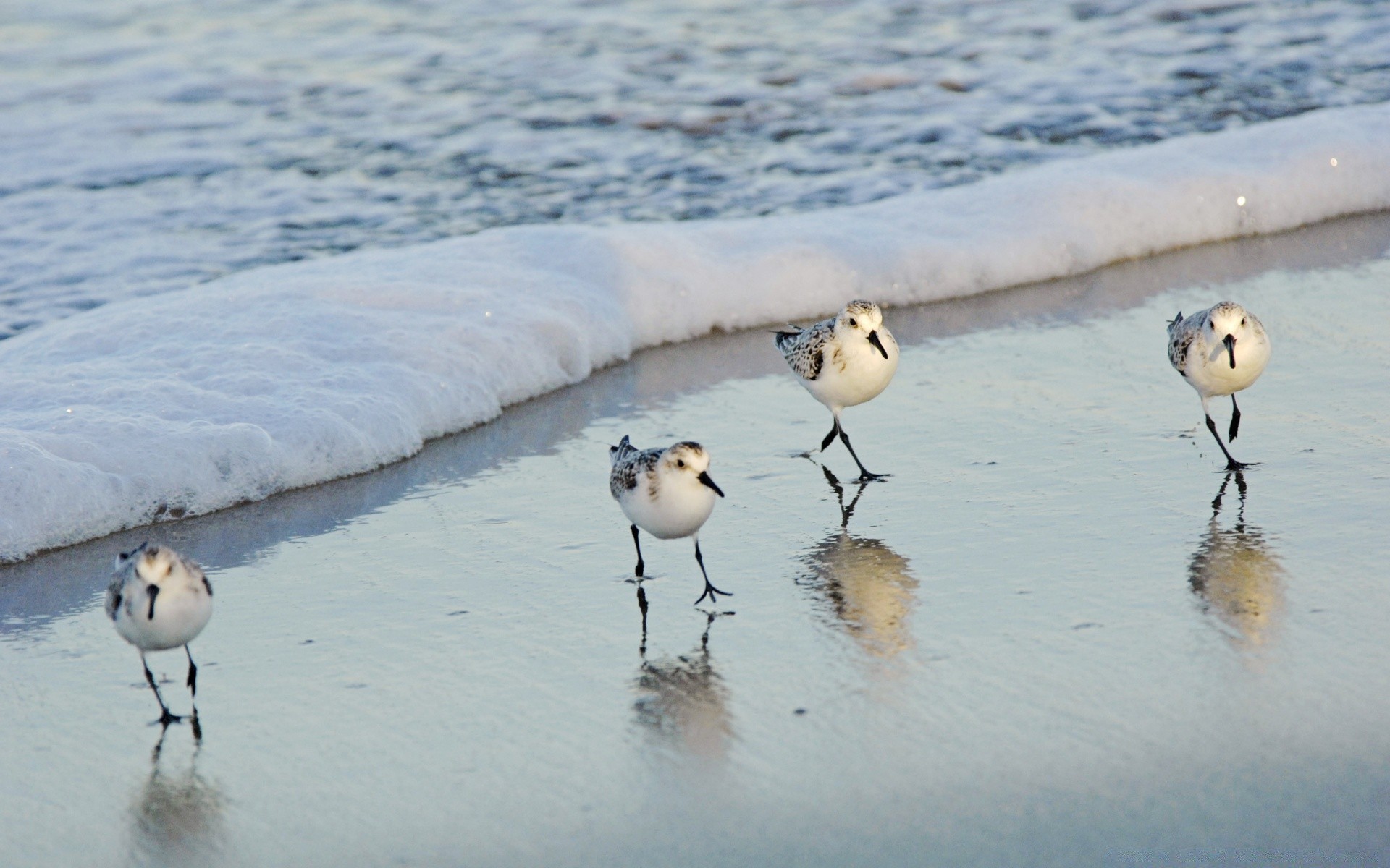 birds bird winter snow outdoors water wildlife nature seagulls one two cold