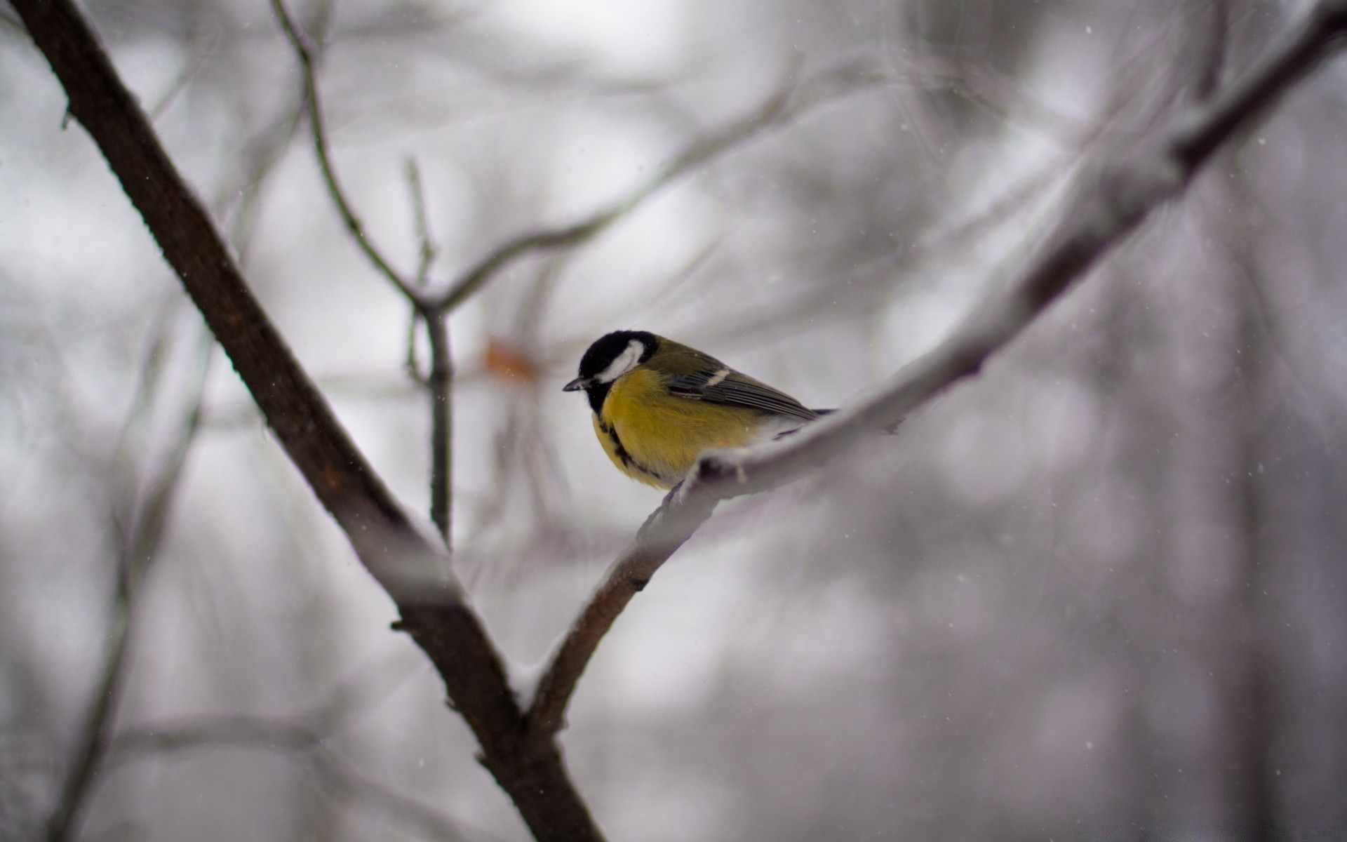 oiseaux oiseau la nature la faune en plein air hiver arbre chant bois animal