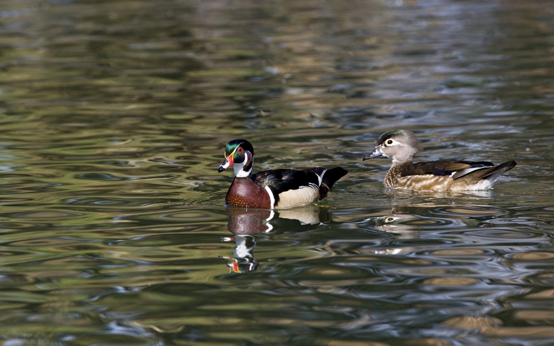 duck bird waterfowl wildlife pool lake poultry water mallard nature beak goose animal drake feather swimming wild avian river