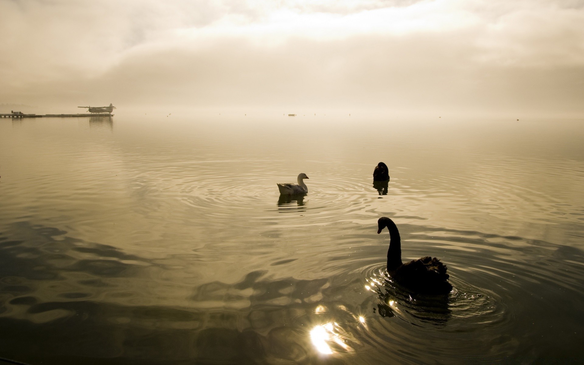 uccelli acquatici tramonto alba acqua riflessione lago sera spiaggia fiume crepuscolo paesaggio mare sagoma uccello nebbia oceano nebbia cigno