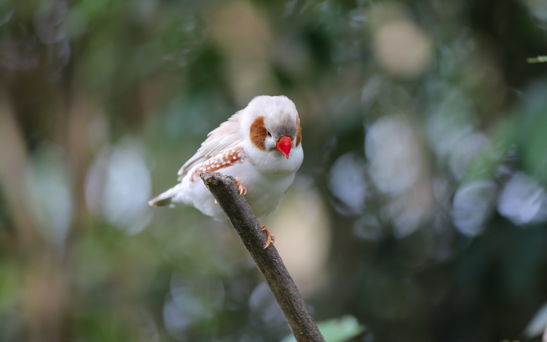 birds nature bird outdoors wildlife tree animal little wild winter wood leaf