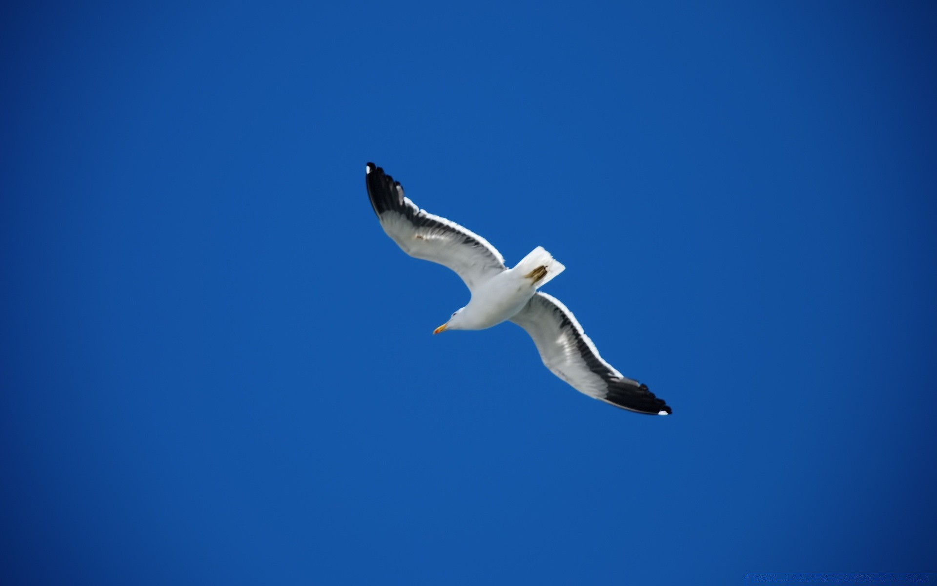 gaviota pájaro gaviota vida silvestre cielo al aire libre naturaleza vuelo libertad luz del día