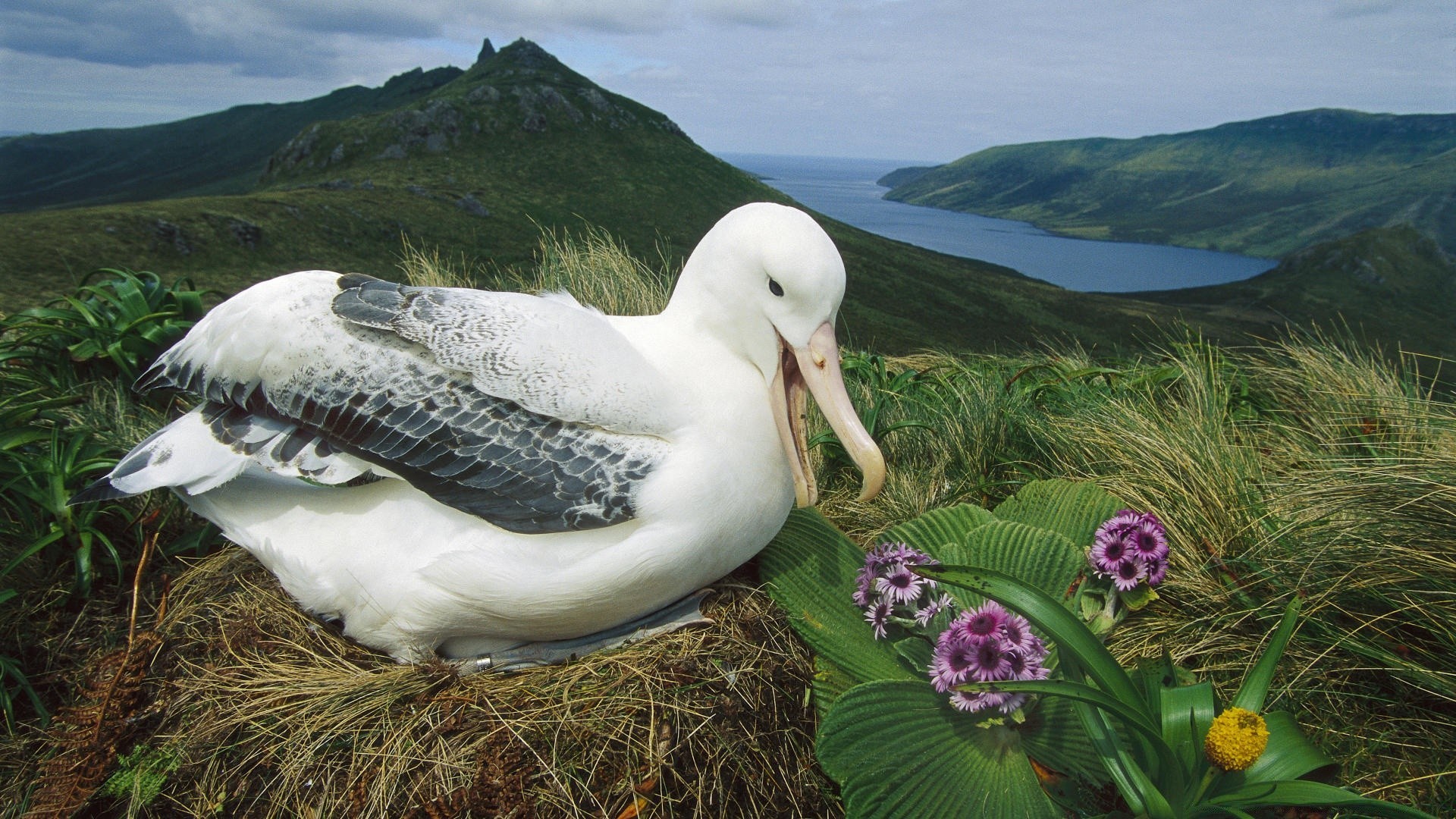 vögel natur wasser vogel meer im freien landschaft ozean tierwelt meer schön gras strand rock wild