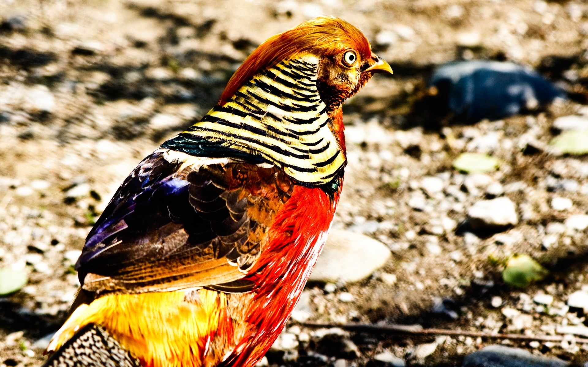 uccelli natura uccello fauna selvatica all aperto selvaggio animale piuma