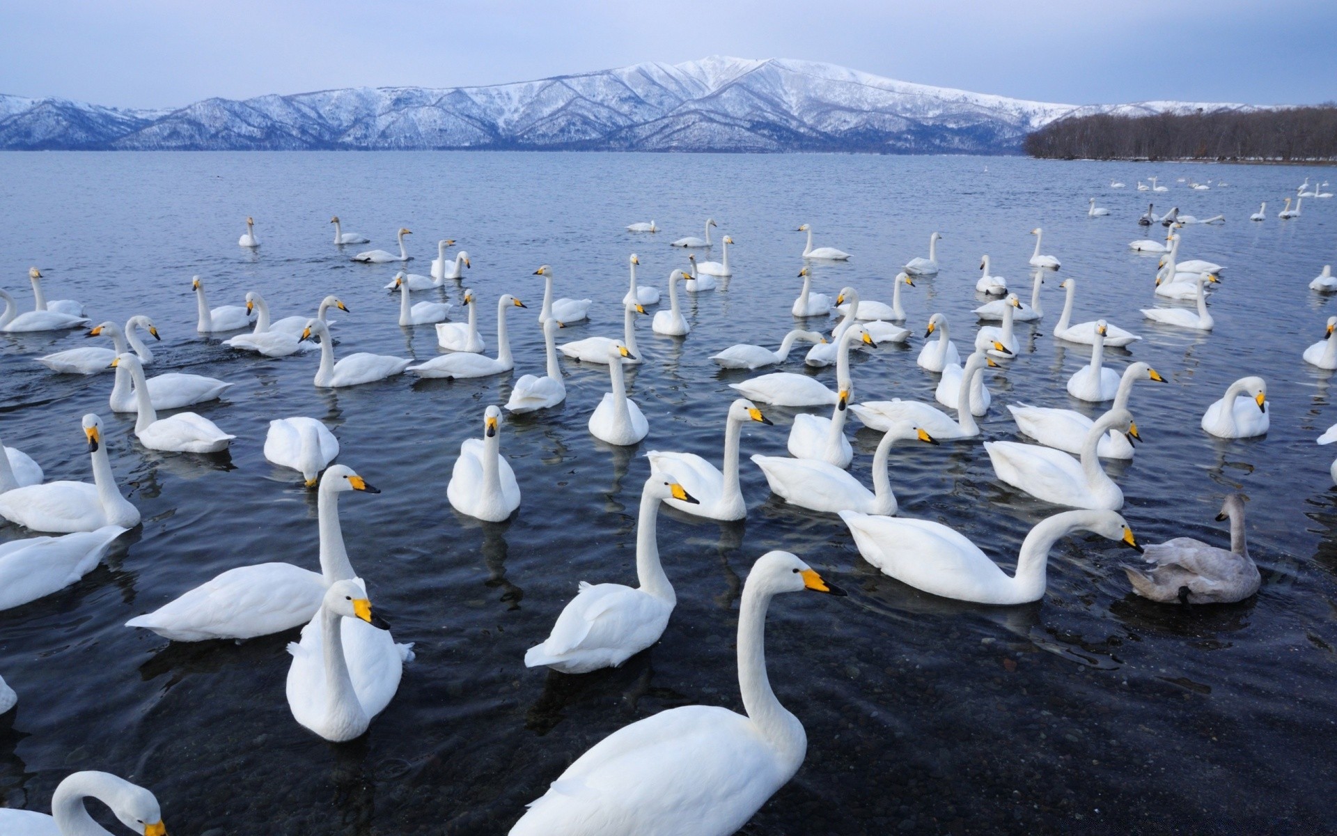 swans swan water bird nature lake wildlife swimming outdoors