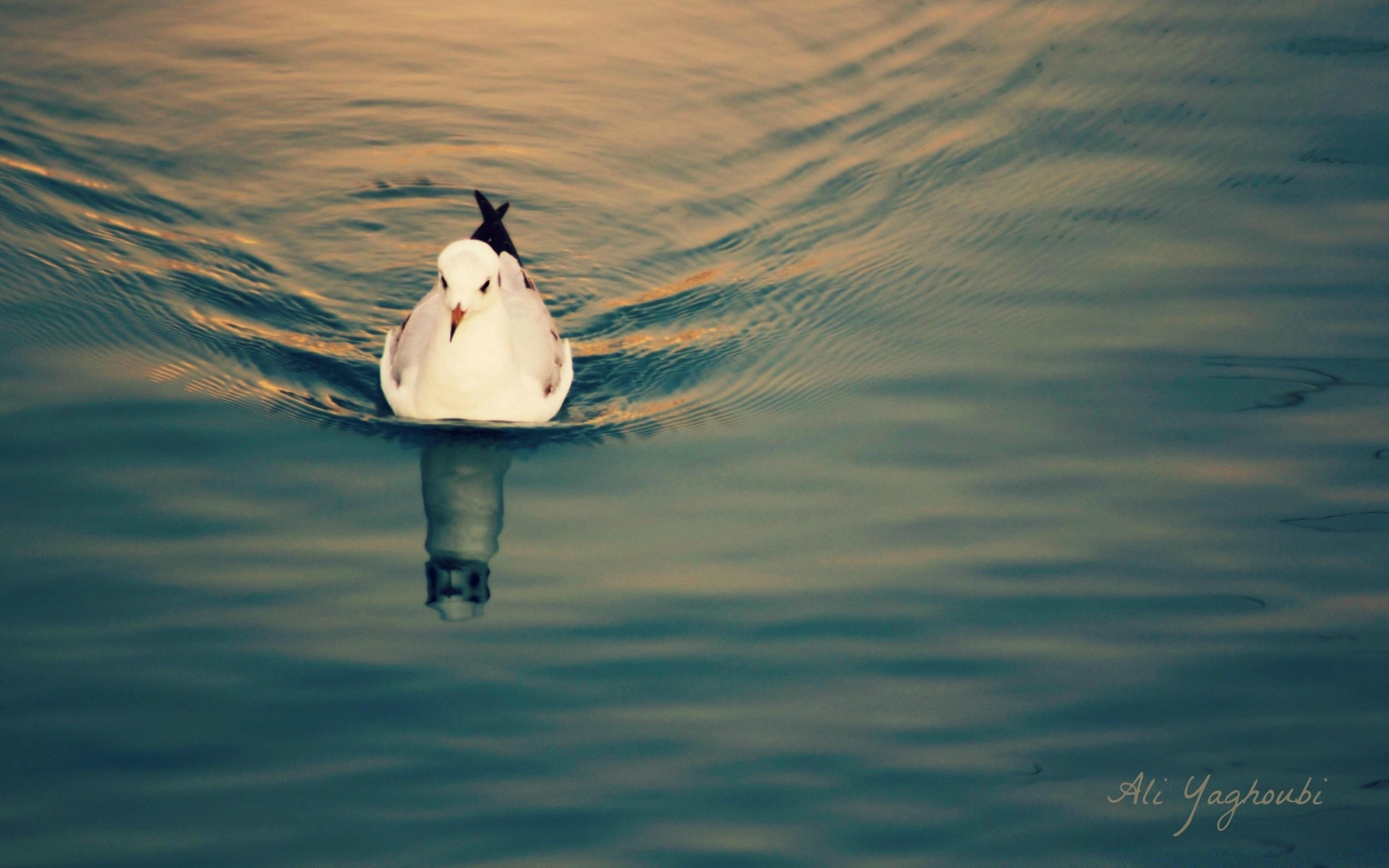 gaivota água pássaro lago reflexão oceano exterior mar um