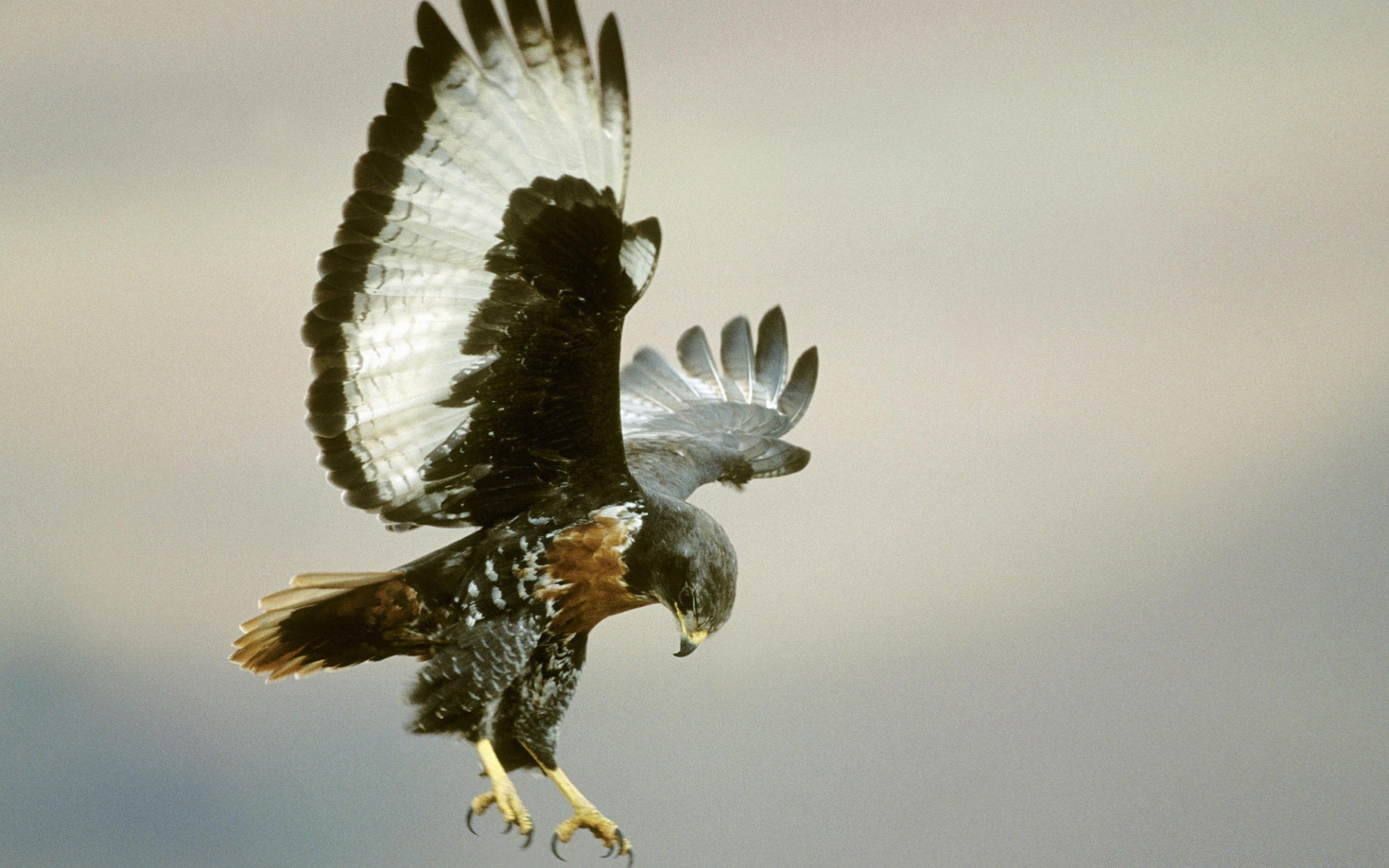 uccelli uccello rapace fauna selvatica aquila natura piuma falco animale all aperto preda volo falco