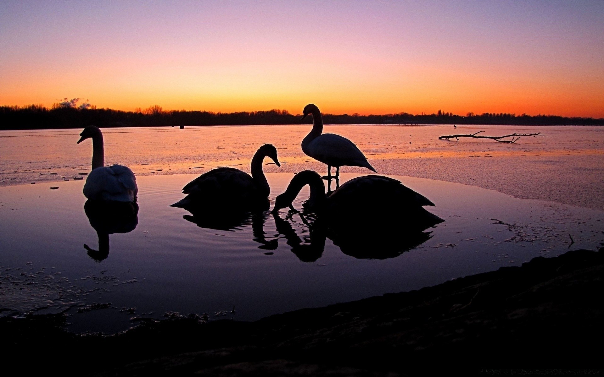 cisnes puesta de sol amanecer agua lago noche anochecer reflexión playa pájaro silueta mar paisaje cielo océano luz naturaleza invierno sol