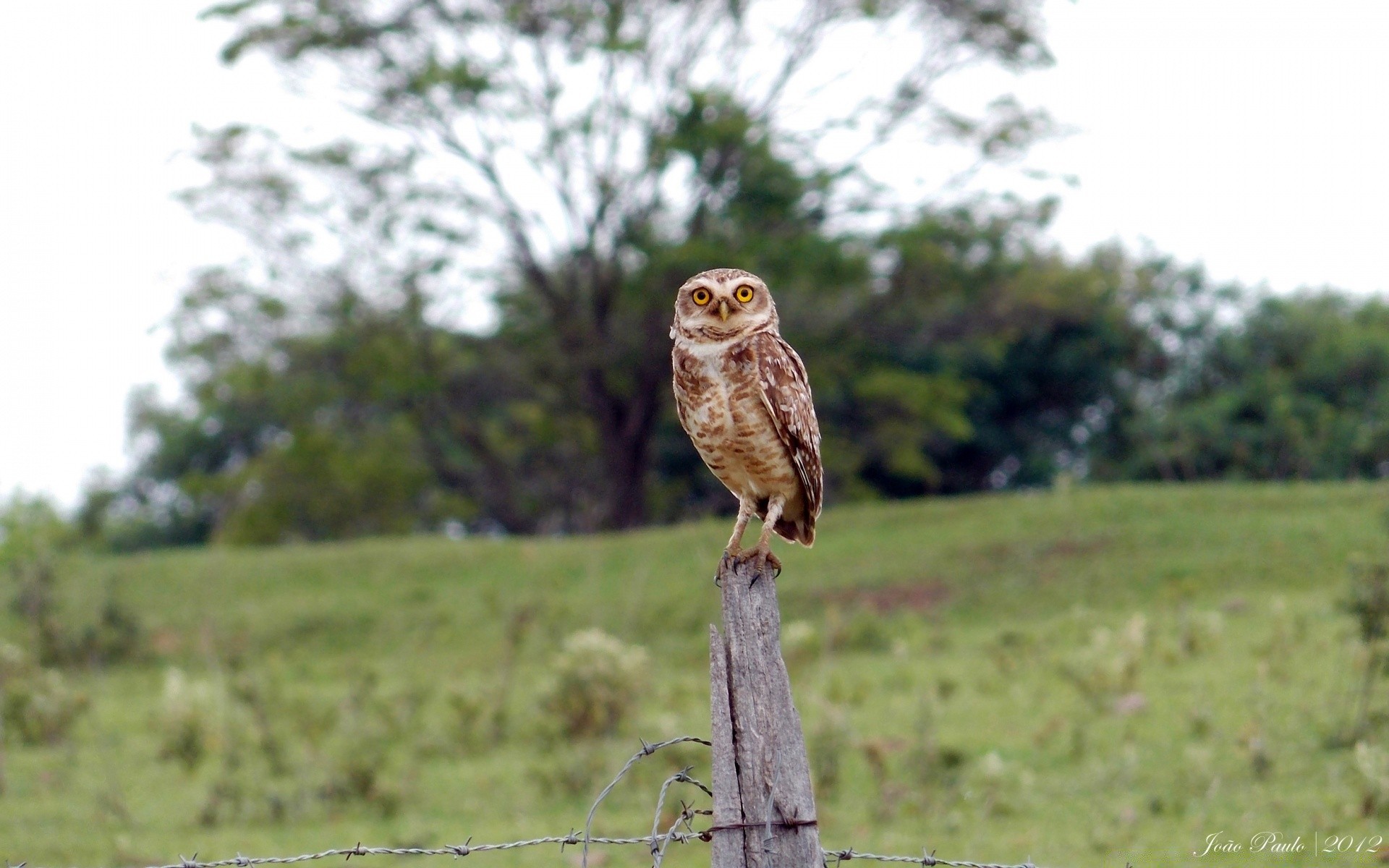 owl raptor wildlife animal bird prey nature predator hunter wild outdoors portrait grass eagle tree