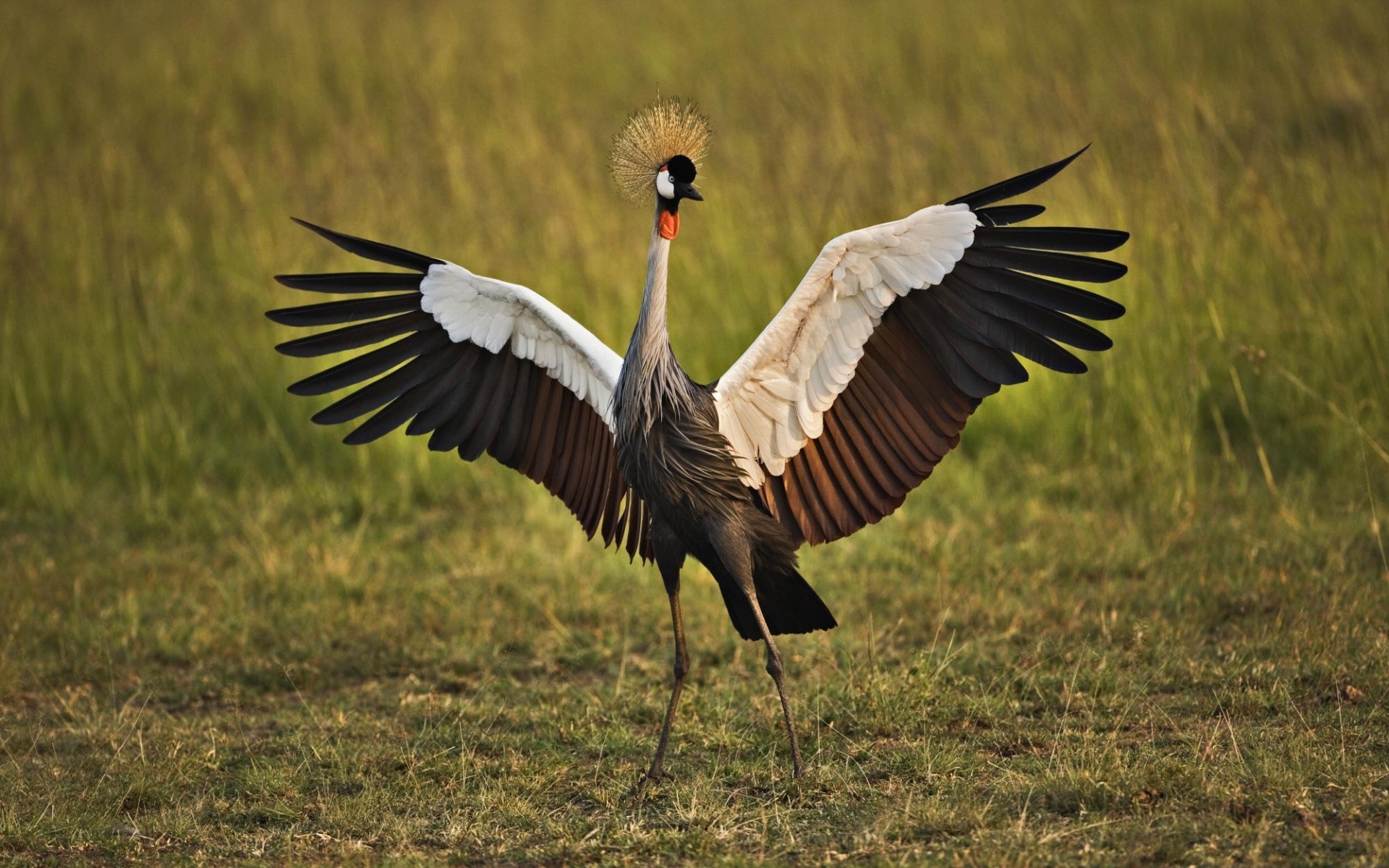 aves aves vida silvestre grúa animal pluma naturaleza pico vuelo salvaje aviano hierba cigüeña ala