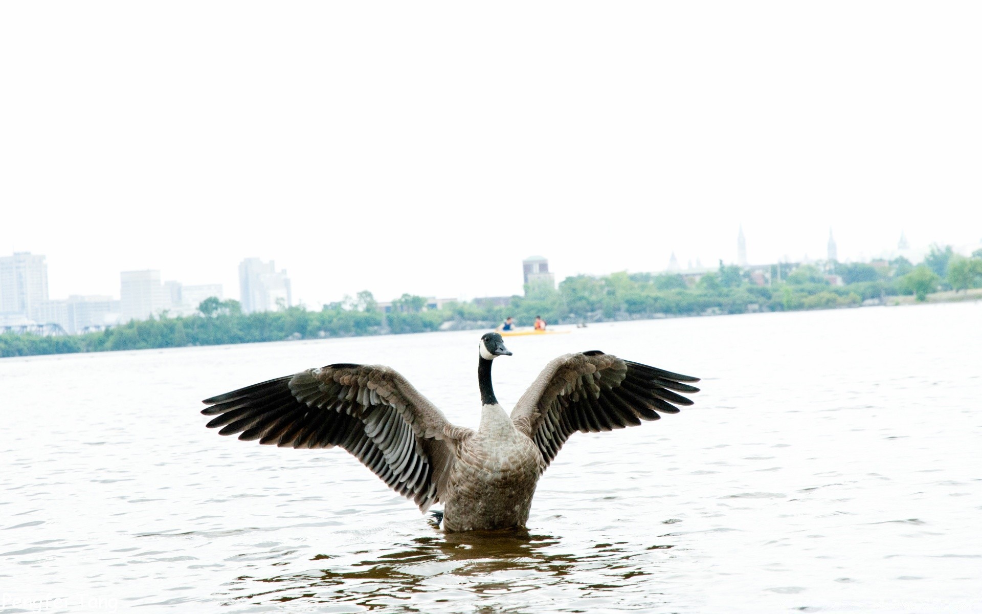 waterfowl bird water nature lake goose swan wildlife outdoors duck animal reflection feather pool poultry