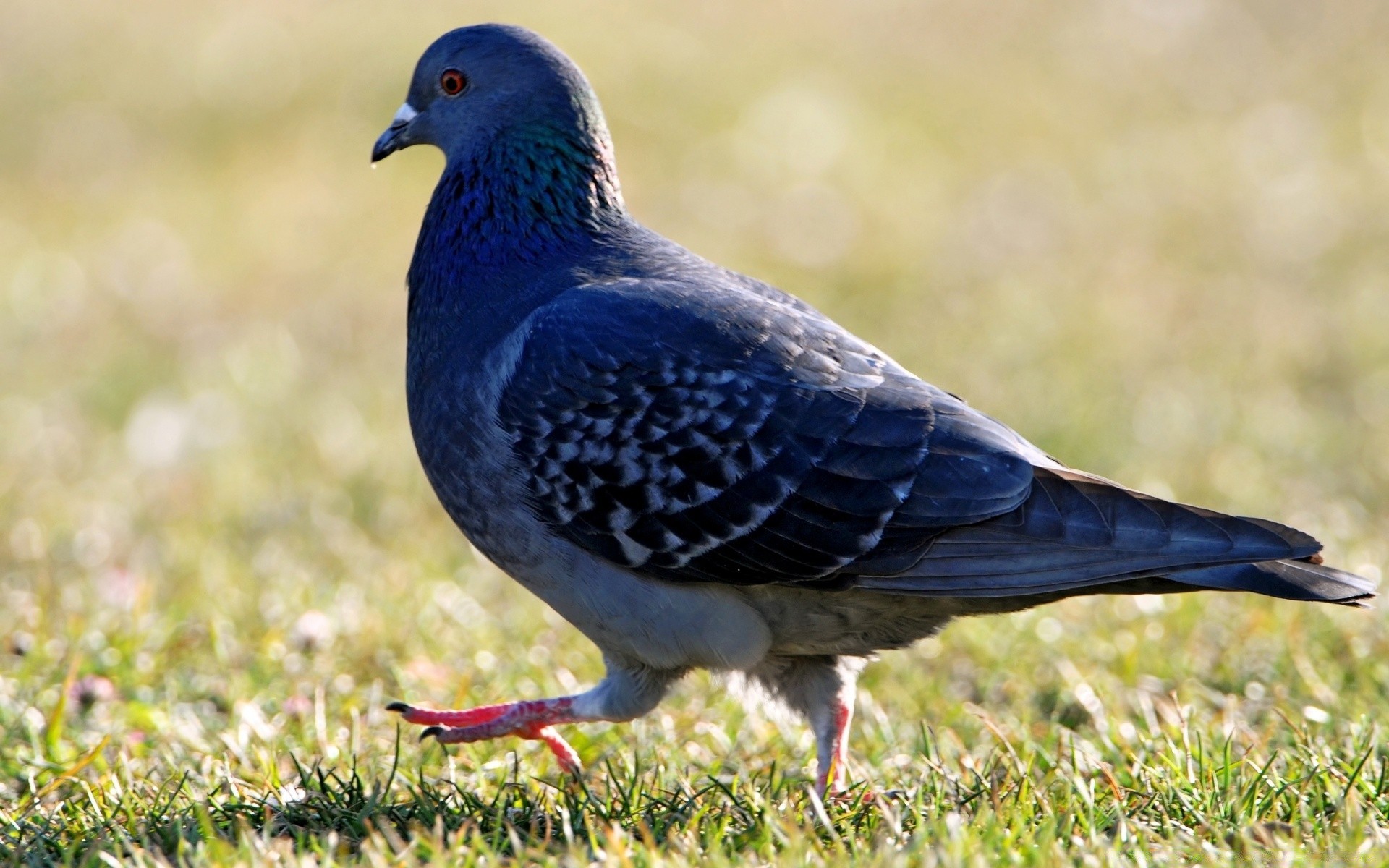 pomba pássaro vida selvagem pomba natureza ao ar livre animal bico selvagem asa pena