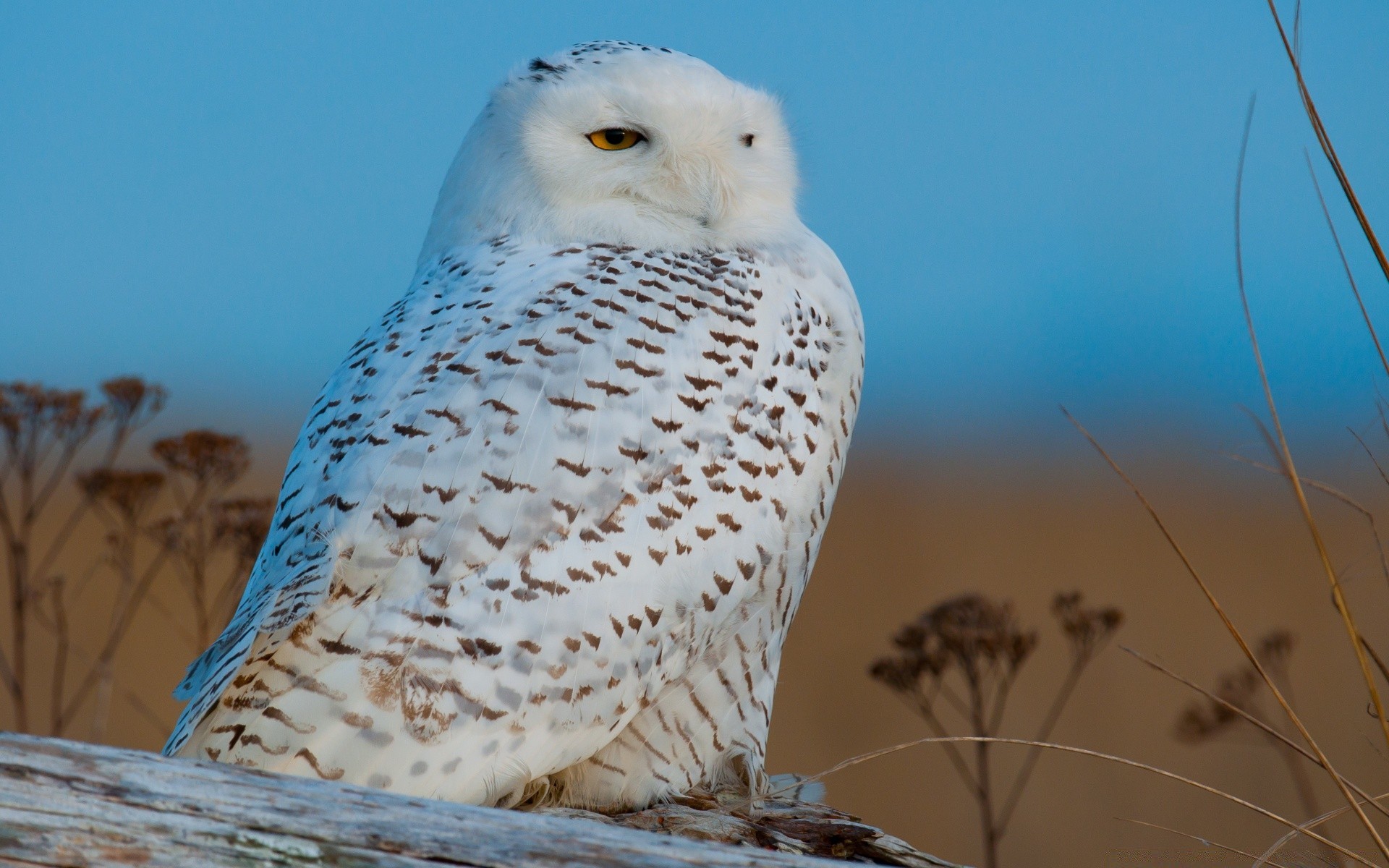 coruja pássaro vida selvagem natureza raptor ao ar livre animal bico