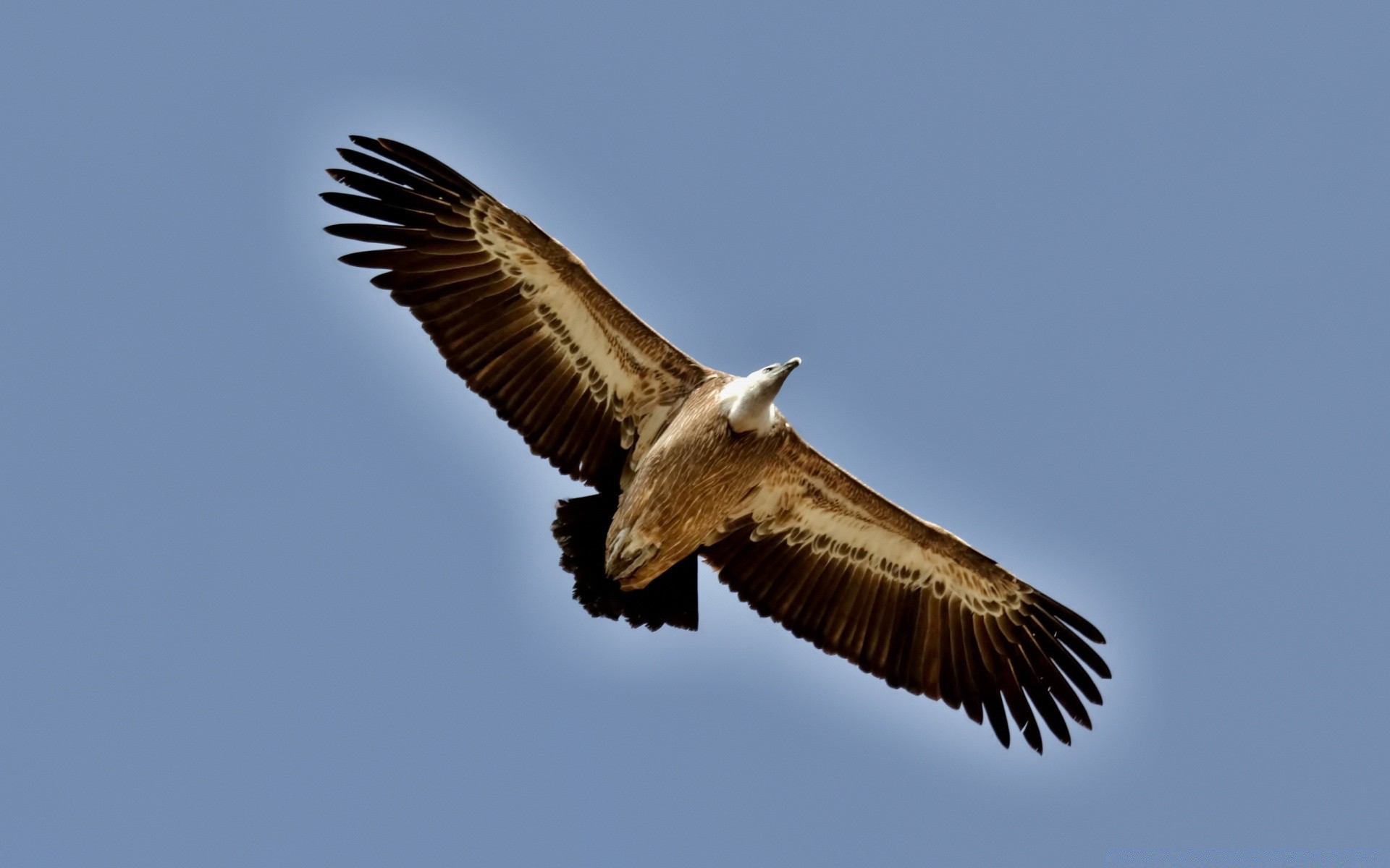 uccelli uccello rapace fauna selvatica volo natura aquila animale luce del giorno all aperto selvaggio ala calvo preda