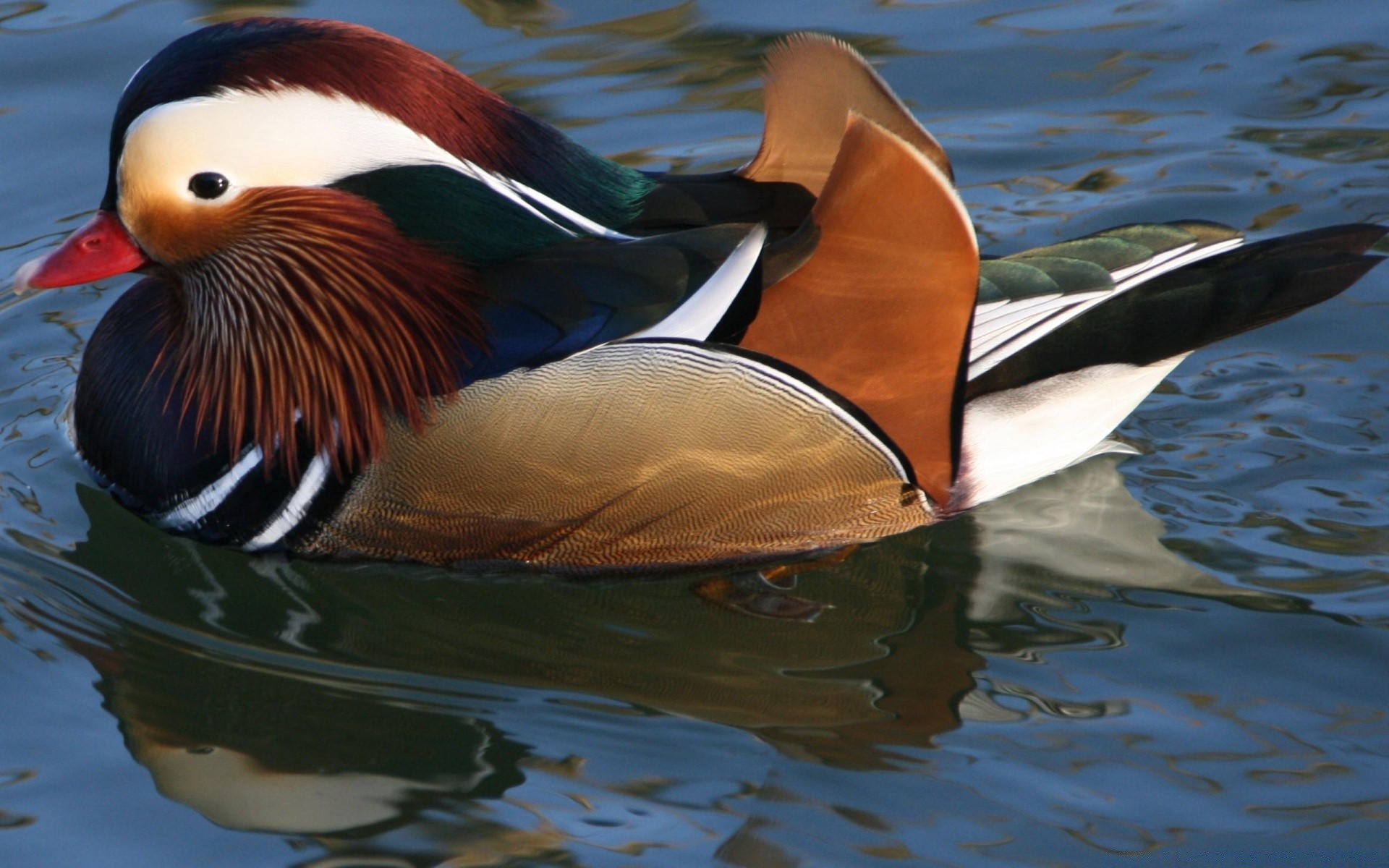 canard oiseau eau oiseaux lac sauvagine natation la faune piscine à l extérieur un rivière réflexion colvert nature oie