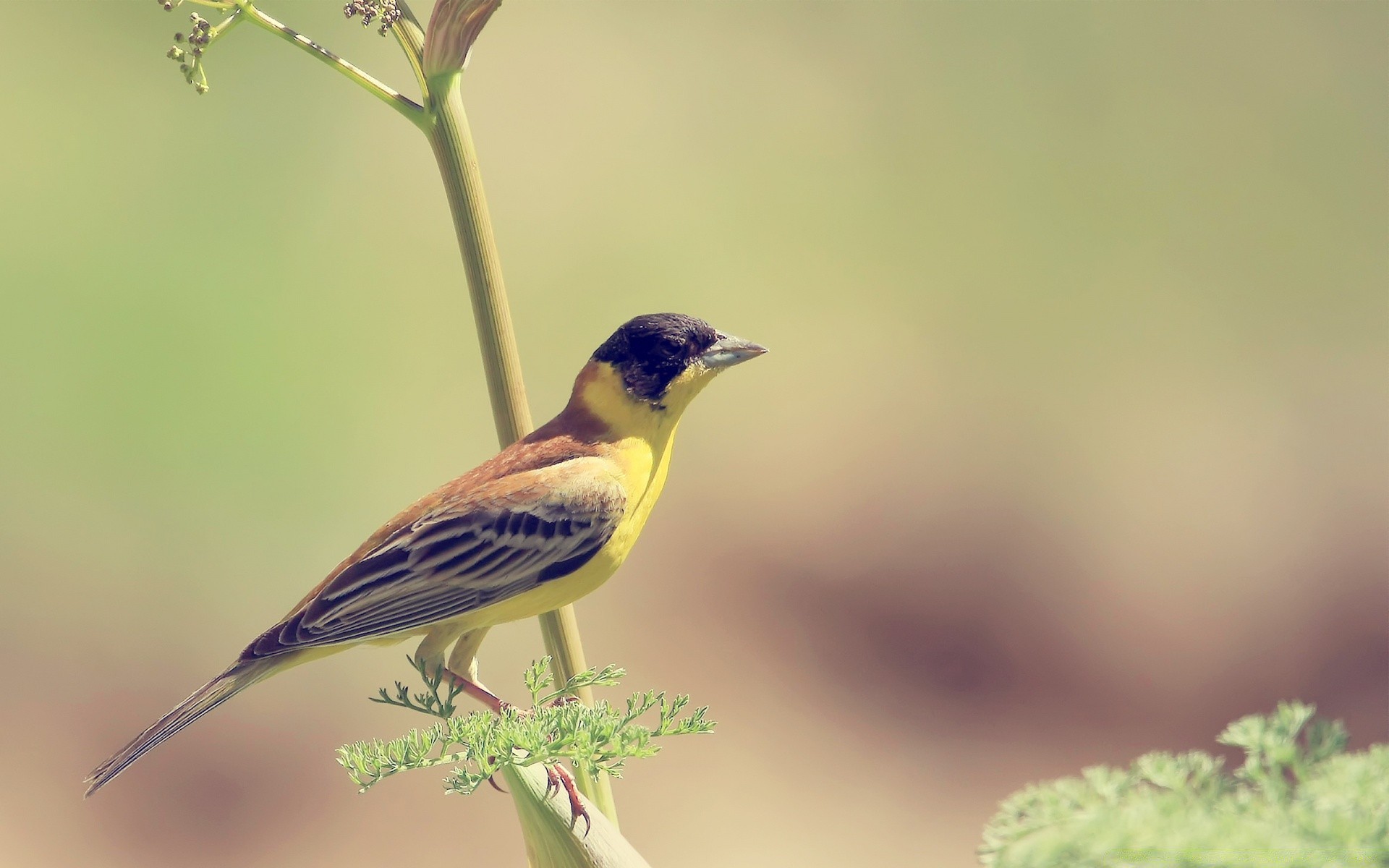 birds wildlife bird nature outdoors animal wild little