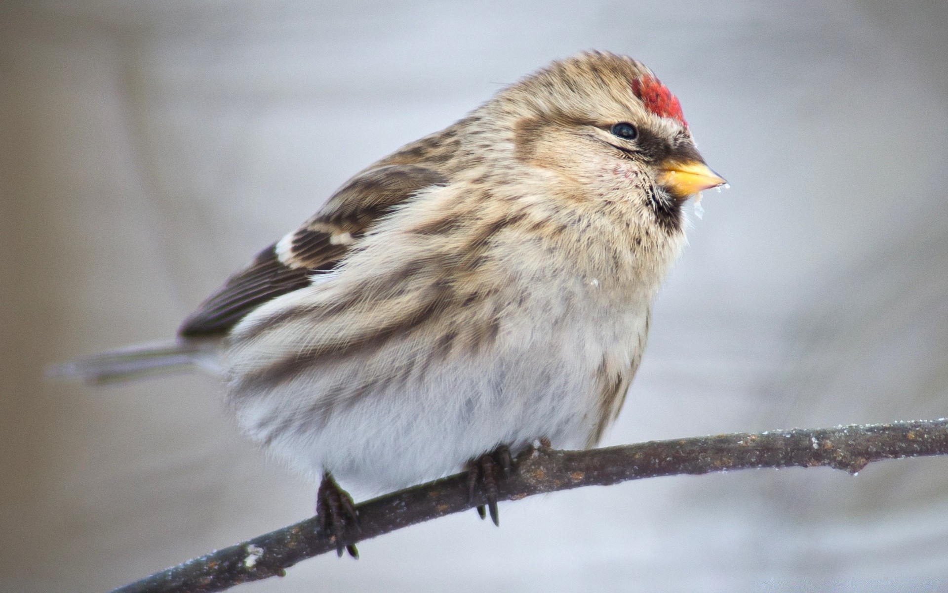 oiseaux oiseau faune avian en plein air nature animal bec plume