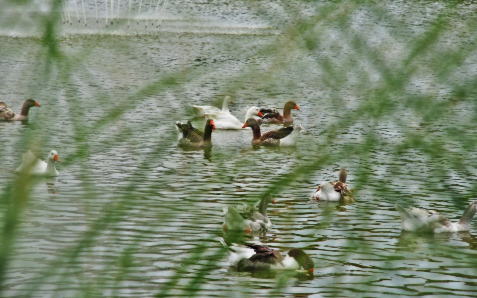 pato pájaro piscina agua aves acuáticas lago ganso aves vida silvestre ánade real pluma río natación al aire libre patito drake animal hierba pico