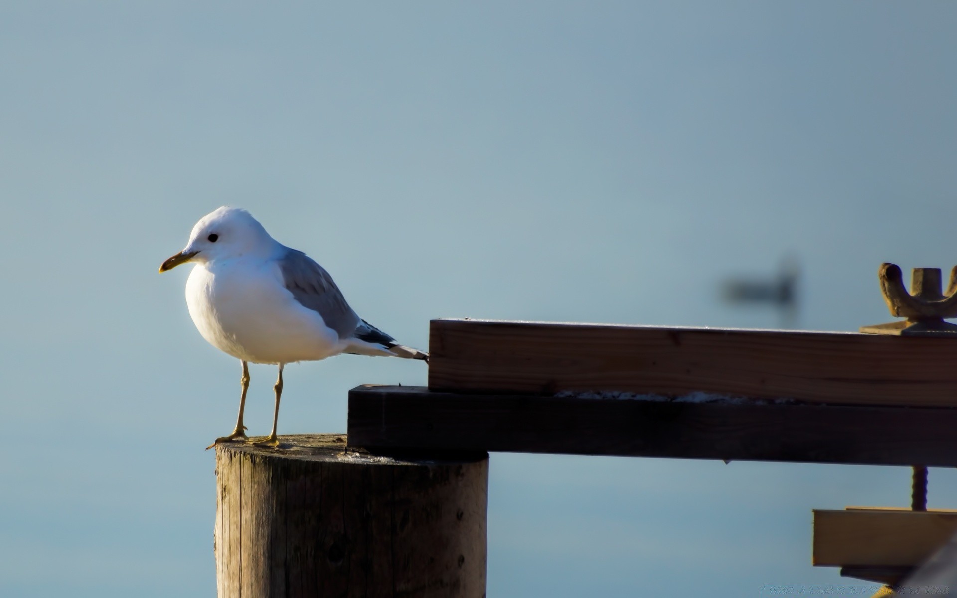 vögel vogel himmel möwen im freien tageslicht tierwelt reisen wasser strand winter natur meer seitenansicht flug