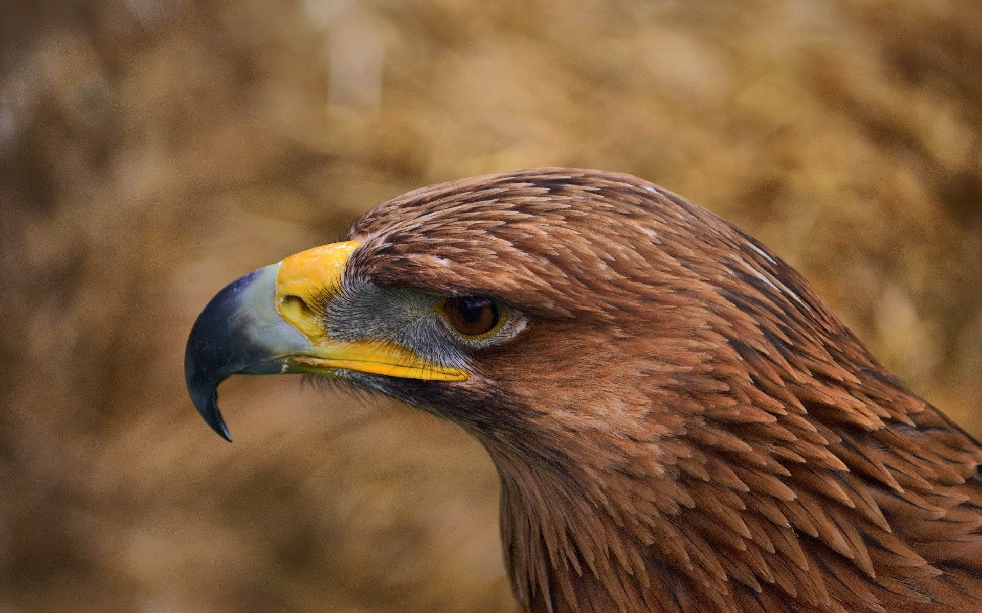 águia raptor pássaro vida selvagem presa falcão falcão predador falcoaria majestoso natureza caçador águia de cabeça branca retrato bico pena animal cabeça