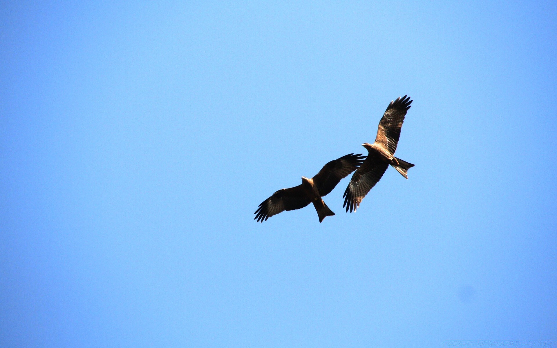 ptaki ptak przyroda niebo raptor lot na zewnątrz wolność natura