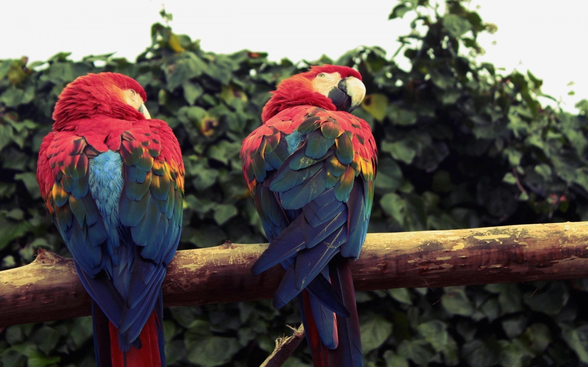 perroquet oiseau tropical nature exotique ara sauvage la faune couleur lumineux à l extérieur plume