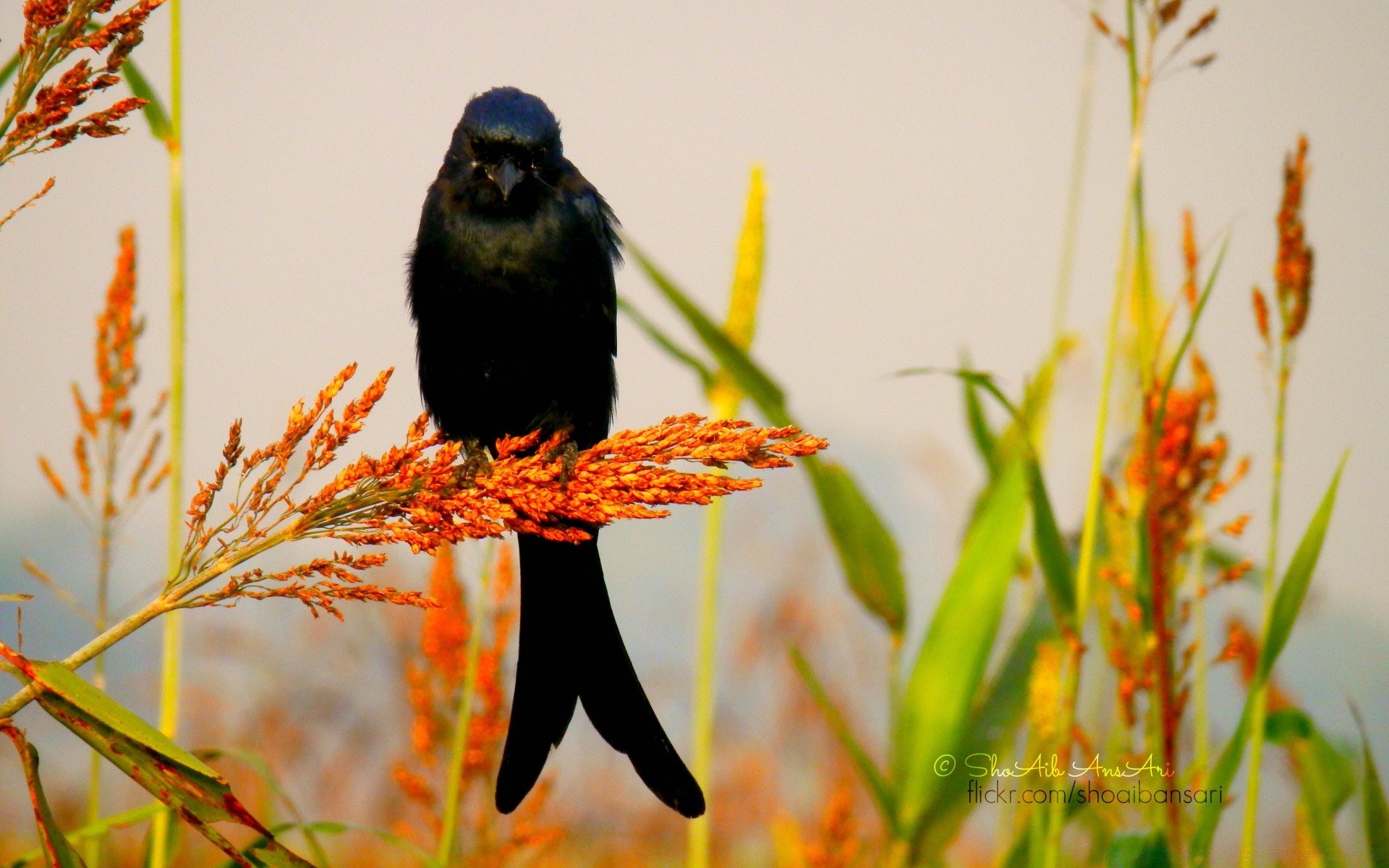 aves naturaleza aves vida silvestre al aire libre flor hoja comida salvaje