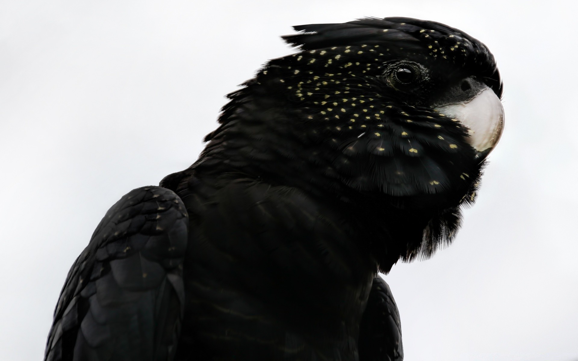 papagaio pássaro vida selvagem águia raptor retrato natureza pena animal