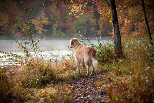 Cães andando na floresta do outono