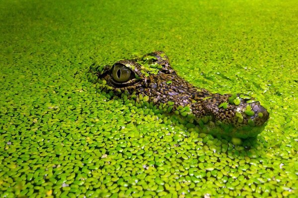 An alligator hiding in a thicket of algae