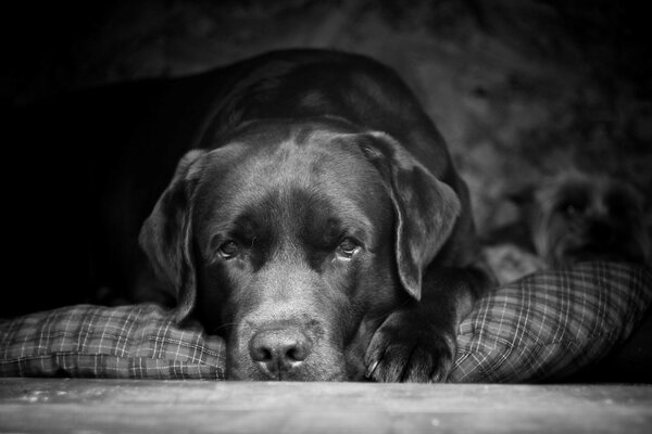 Schwarz-weiß-Hund Porter