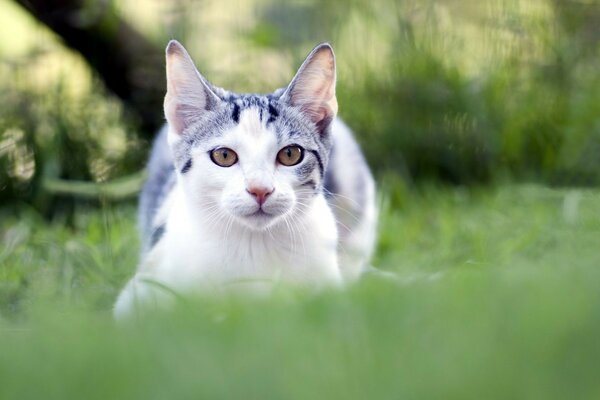 Cute animals on the green grass