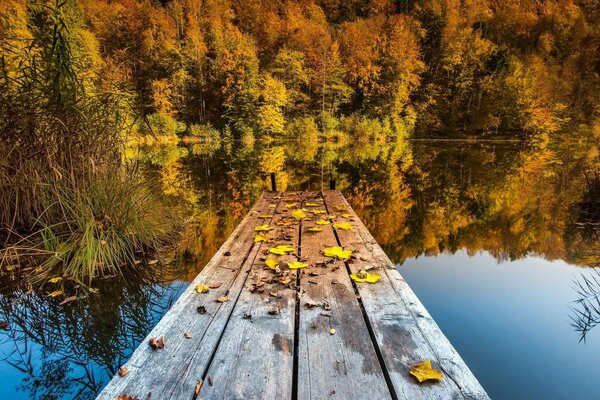 Alberi autunnali in riva al lago con un ponte