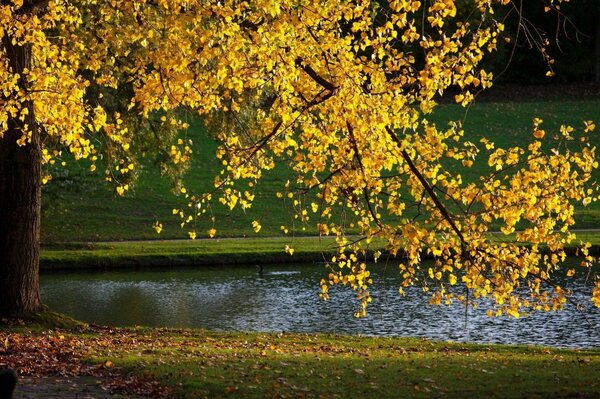 Peace in autumn, stream, leaves