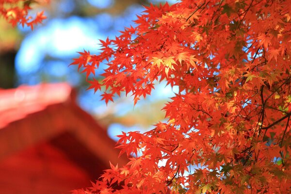 Maple leaves are red in autumn