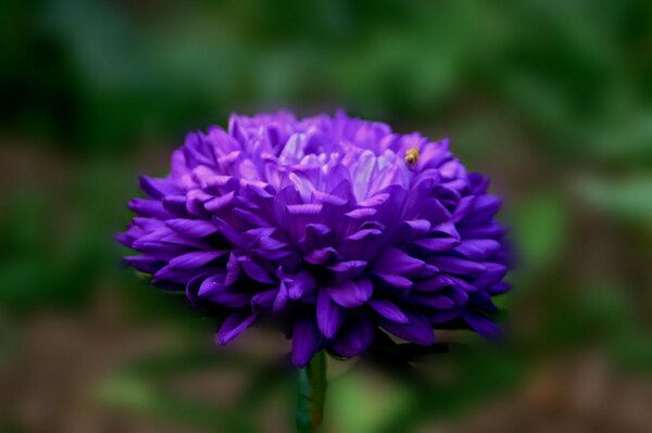 Flores naturaleza verano tierra primavera hermoso lirio otoño