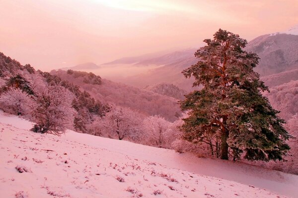 Winter Mountain slope pine pink fantasy