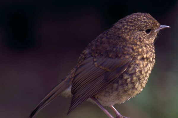 Pájaro de la fauna al aire libre